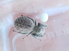 Phidippus octopunctatus