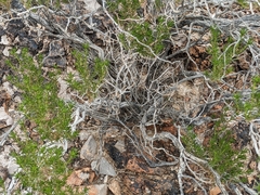 Peucephyllum schottii