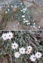 Castroviejoa frigida