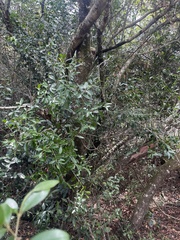 Olea
