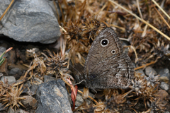 Cercyonis oetus oetus