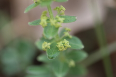 Cruciata laevipes