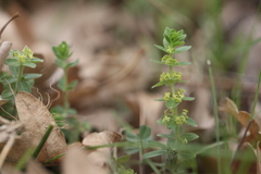 Cruciata laevipes