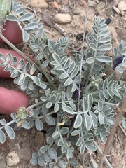 Astragalus cymboides