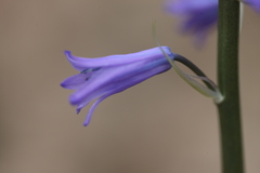 Hyacinthoides non-scripta
