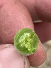 Astragalus cymboides