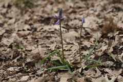 Hyacinthoides non-scripta