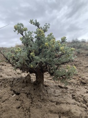 Artemisia spinescens