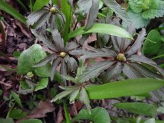 Anemonoides ranunculoides