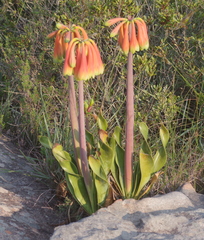 Cyrtanthus obliquus