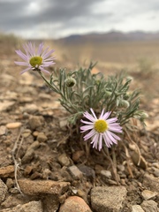 Erigeron concinnus