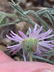 Erigeron concinnus