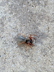 Trachelas tranquillus