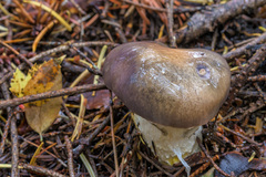 Gomphidius subroseus