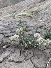 Abronia glabrifolia