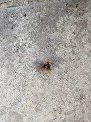 Trachelas tranquillus