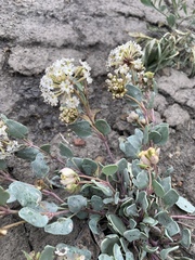 Abronia glabrifolia