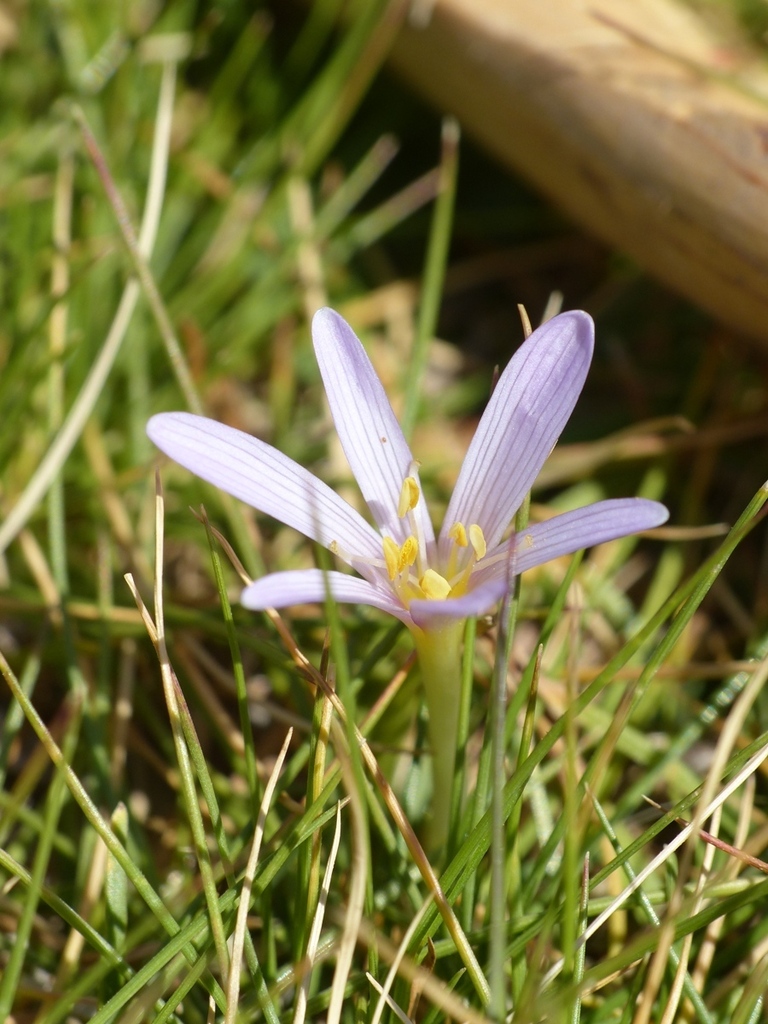 Colchicum nanum