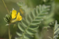 Ornithopus perpusillus