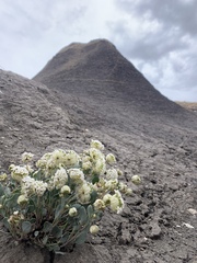 Abronia glabrifolia