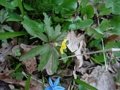 Anemonoides ranunculoides