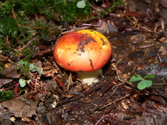 Russula aurea