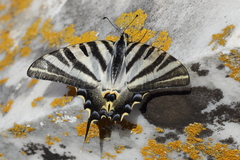 Iphiclides feisthamelii