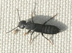 Tasgius melanarius