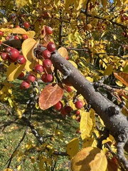 Malus baccata