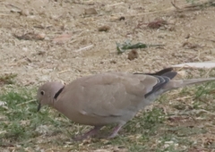 Streptopelia decaocto