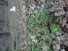 Anemonoides ranunculoides