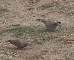Streptopelia decaocto