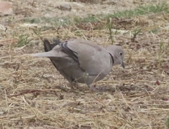 Streptopelia decaocto