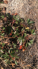 Sibbaldiopsis tridentata