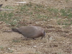 Streptopelia decaocto