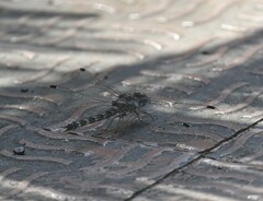 Bradinopyga geminata