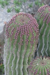 Euphorbia polygona