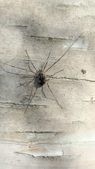 Oligolophinae