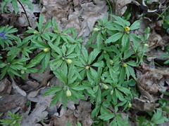 Anemonoides ranunculoides