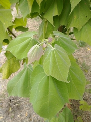 Heliocarpus