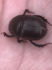 Geotrupes blackburnii