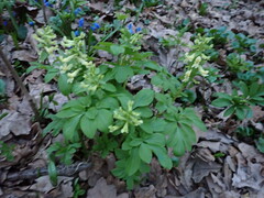 Corydalis cava marschalliana