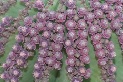 Euphorbia polygona