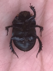 Geotrupes blackburnii