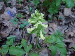 Corydalis cava marschalliana
