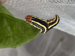 Trichordestra legitima