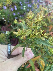 Hypericum prolificum