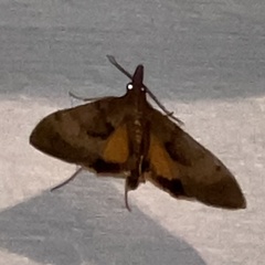 Uresiphita