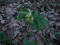 Corydalis cava marschalliana