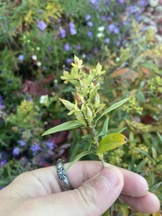 Hypericum prolificum
